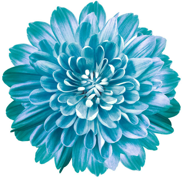 istock flower blue chrysanthemum . Flower isolated on a white background. No shadows with clipping path. Close-up. Nature. 1344705095