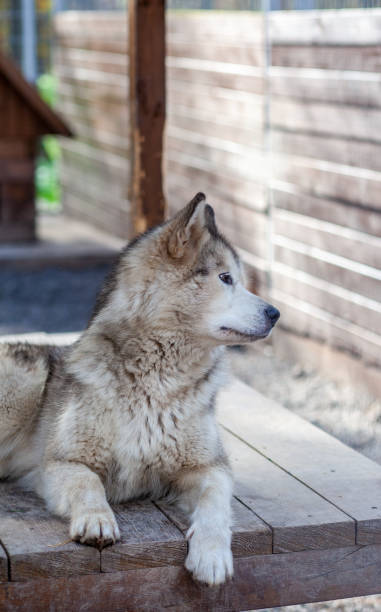 istock A beautiful and kind Alaskan Malamute shepherd sits in an enclosure 1344705265