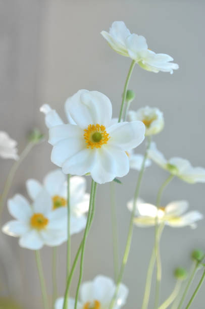 istock Close Up of White Flowers 1344707077
