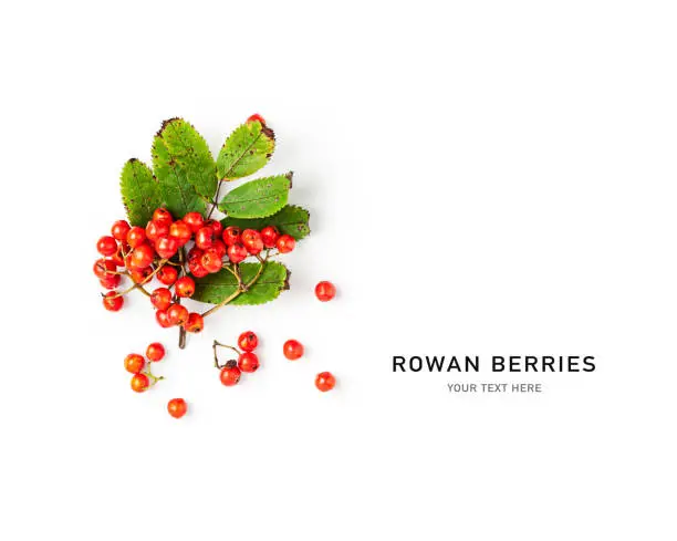 Red rowan berries and leaves composition and creative layout isolated on white background. Healthy eating and dieting food concept. Autumn fruits design element. Top view, flat lay