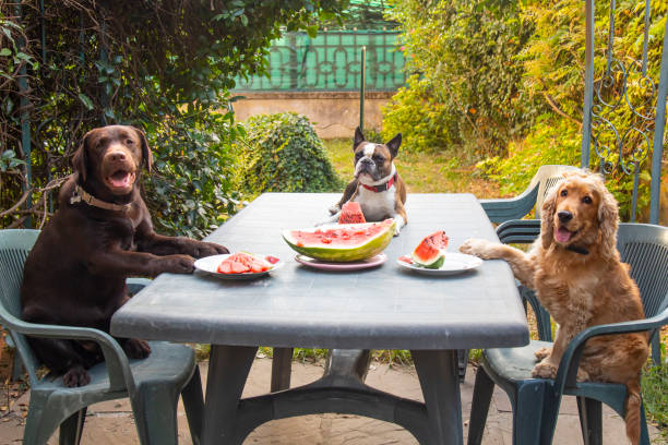 istock three dogs, Labrador, Cocker spaniel and Boston terrier at a large table eating watermelon in the garden, comic photo 1344707282