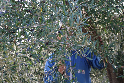 A Kabyle man picking olives during  December