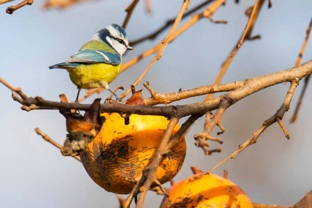 istock small blue tit on a persimmon branch in autumn 1344707325