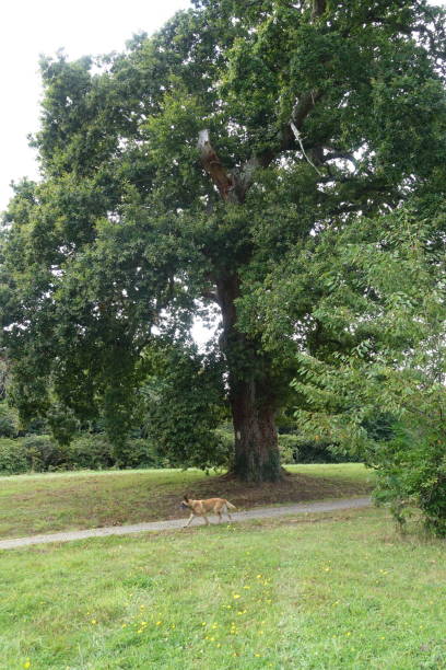 istock Century-old oak tree lined  Lawn  Green vegetation  Summer season 1344707421