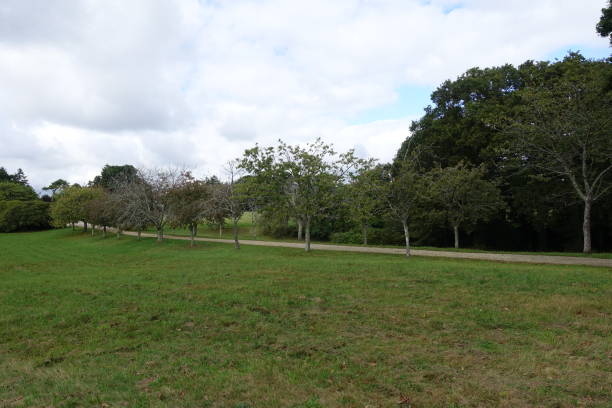 istock Dirt road lined with trees  Grassed field 1344707433