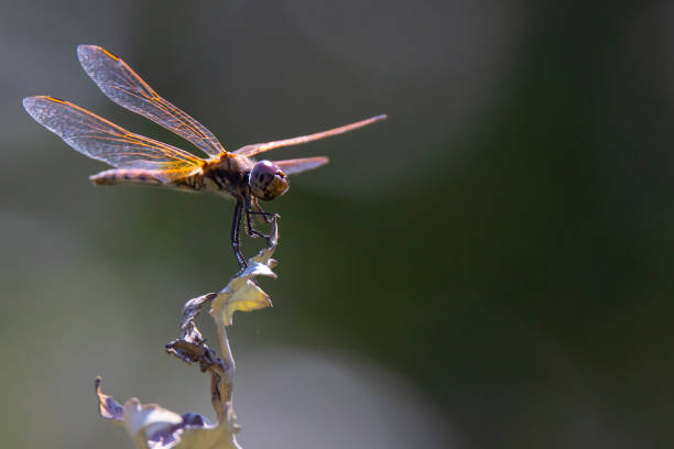 istock orange-purple dragonfly on a dark blurred background on a dry bush 1344707512