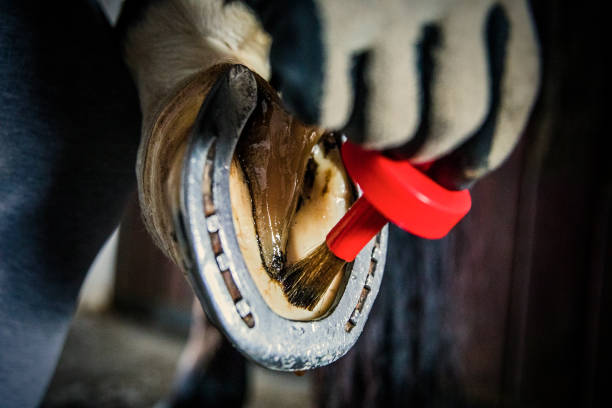 istock Horse hoof care 1344709736