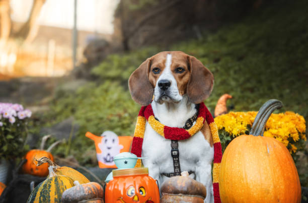 istock Autumn beagle portrait 1344710919