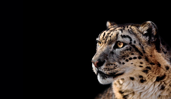 Beautiful Portrait of a Snow Leopard On black background. Portrait of a wild cat Irbis (Uncia uncia)