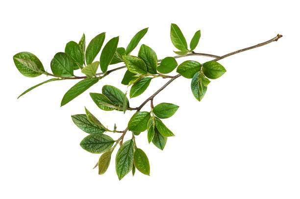 istock Waved twig with green leaves isolated 1344713156