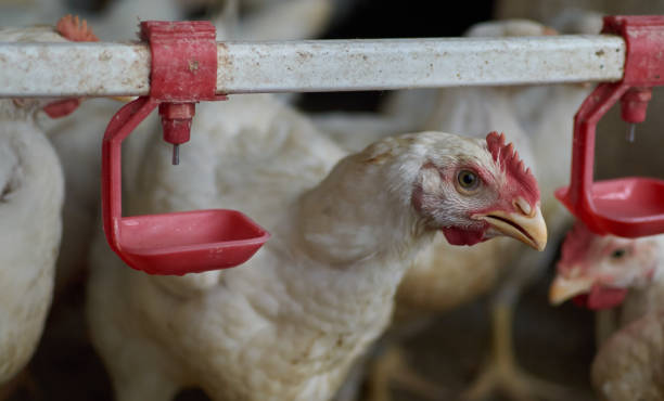 istock backyard Poultry looking suspicious Chickens drinking water by nipple drinker 1344714790