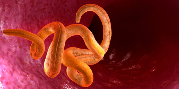 istock Single twisted nematode inside intestine on a black background - 3d illustration 1344714907