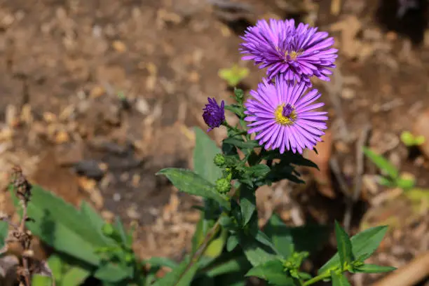 Aster alpinus, the alpine aster or blue alpine daisy, is a species of flowering plant in the family Asteraceae, native to the mountains of Europe (including the Alps).