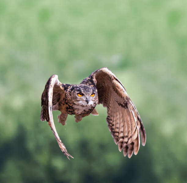 istock Eurasian eagle-owl flying majestic through forest hunting 1344715144