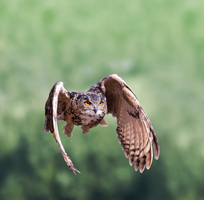 Eurasian eagle-owl flying through forest hunting\nThe Eurasian eagle-owl (Bubo bubo) is a species of eagle-owl that resides in much of Eurasia. It is also called the Uhu and in Europe, it is occasionally abbreviated to just the eagle-owl. It is one of the largest species of owl.