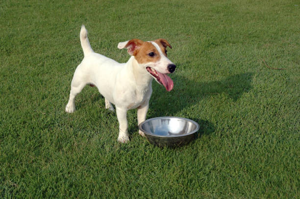 istock Jack russell terrier stood in green grass alone waiting for its food. 1344717672