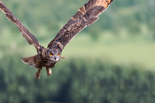 Great gray owl, strix nebulosa, flying in the morning light. Rare bird of prey.