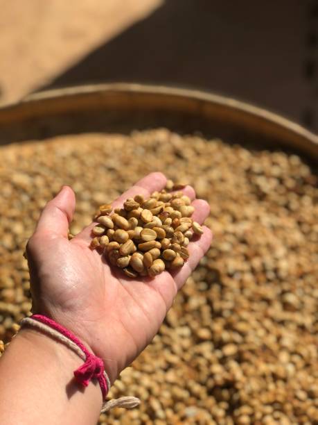 istock Open Hand Holding Fresh Roasted Coffee Beans 1344722444