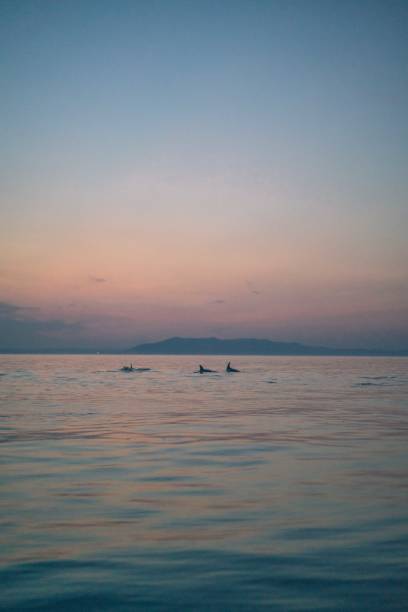 amigos flutuam em pranchas de remo ao crepúsculo - surfing teenage girls friendship sunset - fotografias e filmes do acervo