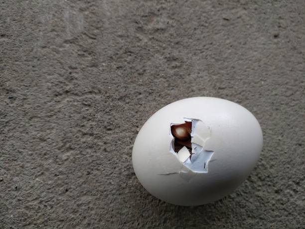 istock Closeup view of little chick breaking egg shell to come out 1344722657