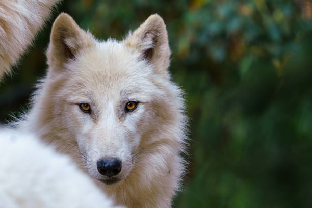 Arctic wolf (Canis lupus arctos), also known as the white wolf or polar wolf