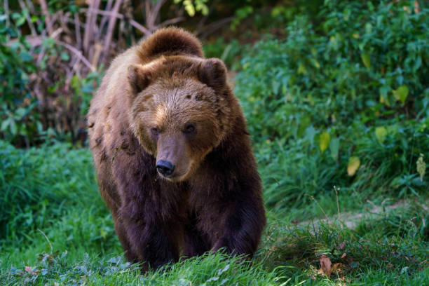 istock Brown bear in the forest. Kamchatka bear (Ursus arctos beringianus) 1344723072