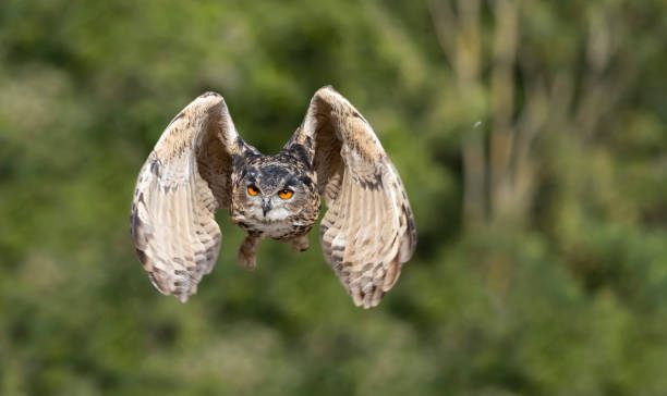 istock Eurasian eagle-owl flying majestic through forest hunting 1344723808
