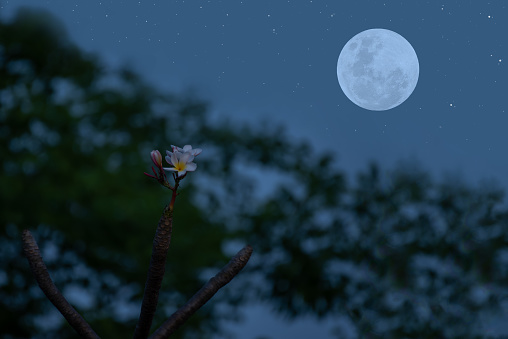 Full moon on the sky with flower and tree branch silhouette.
I took this photo by myself. And this photo of the moon I took myself from Thailand.