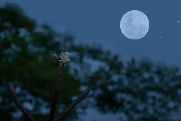 Photo of Full moon on the sky with flower and tree branch silhouette.