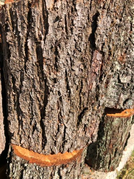 istock wooden prune shapes as a background 1344724211