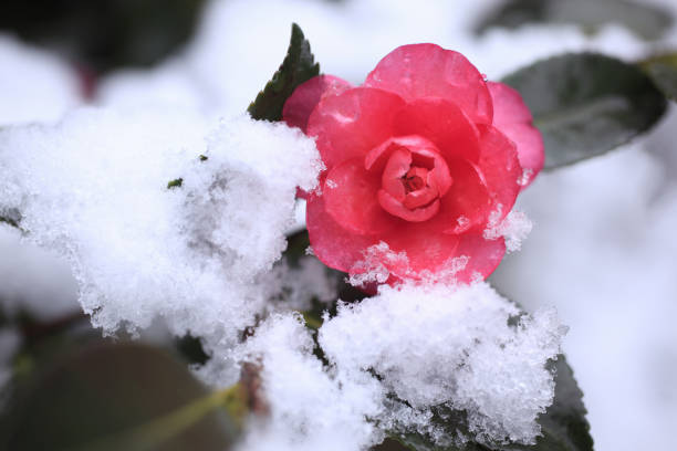 istock Fresh snow on camellia flowers 1344725407