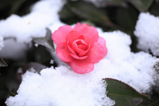 istock Fresh snow on camellia flowers 1344725427
