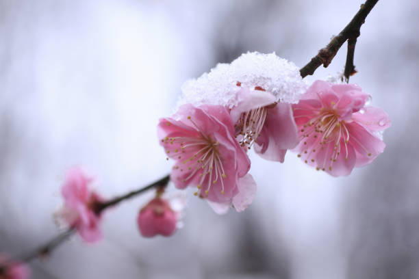 Plum blossoms in fresh snow Ume is a deciduous tree that blooms fragrant flowers in the cold season of early spring. Therefore, it is not uncommon to see such snow-covered plum blossoms. snow flowers stock pictures, royalty-free photos & images