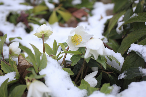Christmas rose, also known as the \