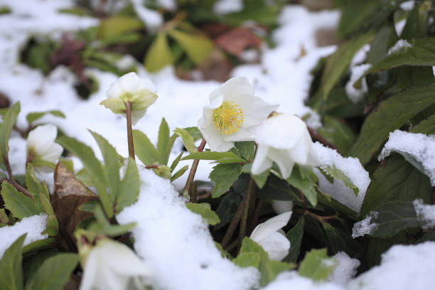 Christmas rose Christmas rose, also known as the "queen of winter," is a perennial plant that decorates the garden every winter. A pretty and popular winter flower that looks down and blooms. black hellebore stock pictures, royalty-free photos & images