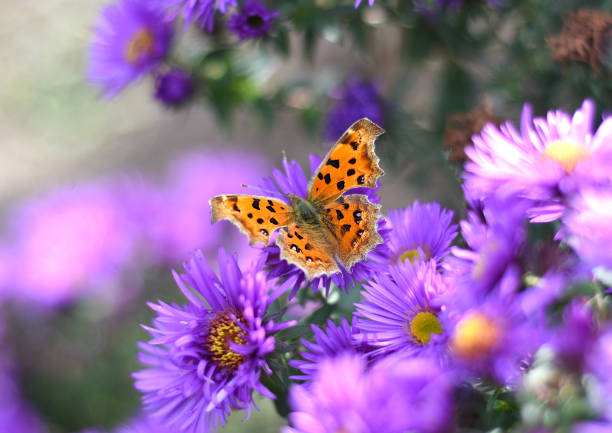 The Comma or Polygonia c-album butterfly on Japanese aster (Kalimeris incisa) The Comma or Polygonia c-album butterfly on Japanese aster (Kalimeris incisa) kalimeris incisa stock pictures, royalty-free photos & images
