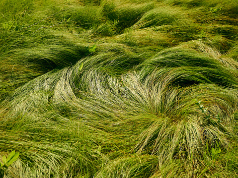 wind-crushed grass in a meadow, the texture of green wild grass on a sunny day