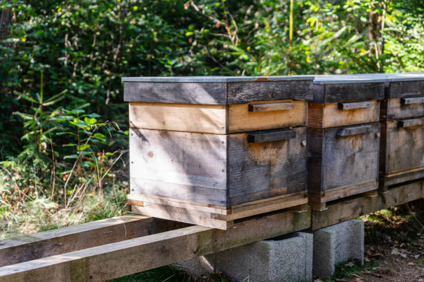istock A beehive photographed sideways in the forest 1344728165