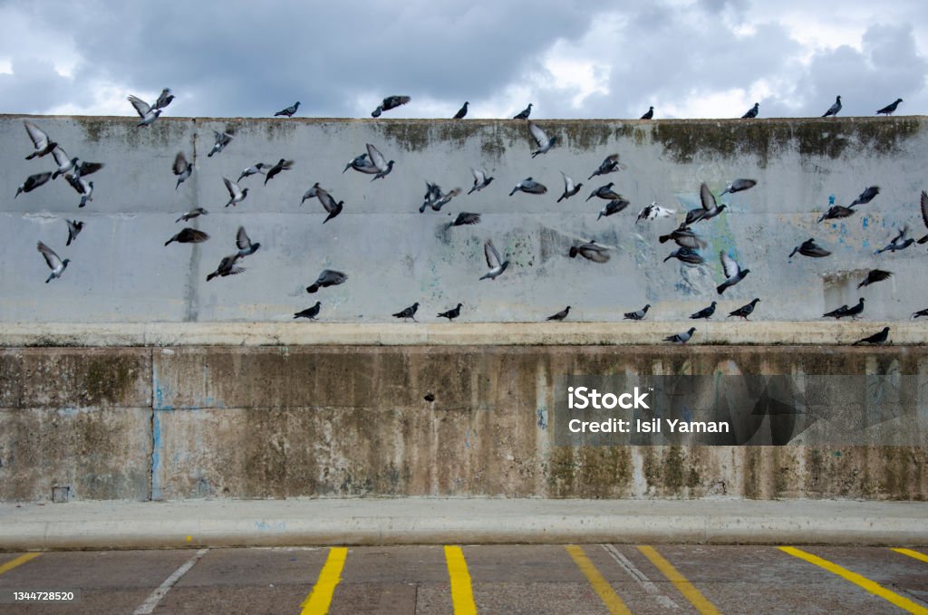 Pigeons flying over the wall Animal Stock Photo