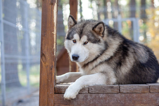 istock A beautiful and kind Alaskan Malamute shepherd sits in an enclosure 1344729863