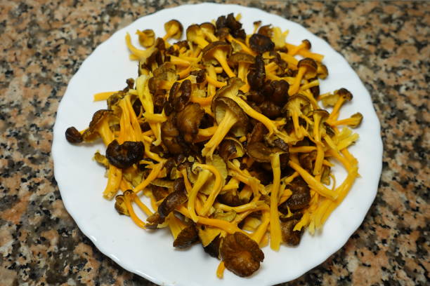 istock Cantharellus lutescens - Camagroc 1344730589