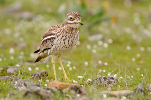 eurasischer steinbrachvogel - stone curlew stock-fotos und bilder