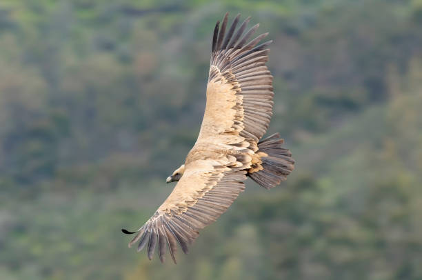 Griffon vulture Griffon vulture (Gyps fulvus) vulture photos stock pictures, royalty-free photos & images