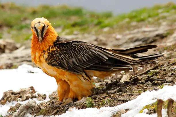 Photo of Bearded vulture