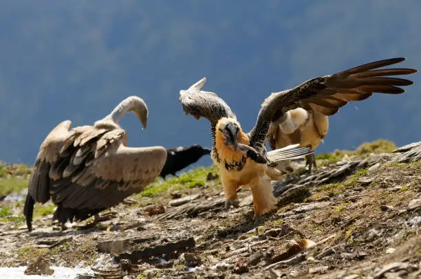 Photo of Bearded vulture