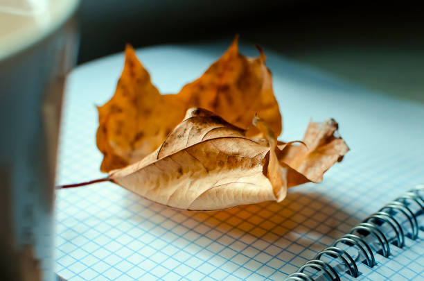 istock a yellow withered maple leaf lies on a blank notebook. Autumn background. 1344732210