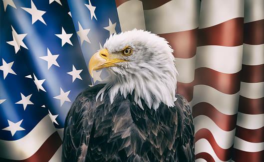 Bald eagle in front of american flag