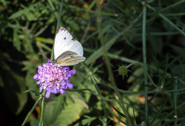White butterfly on a purple flower in botanic garden of Geneva