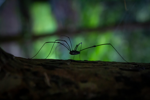 Silhouette of spider on a branch with blurred forest background