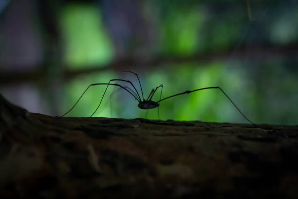 Long legs on spider hi-res stock photography and images - Alamy